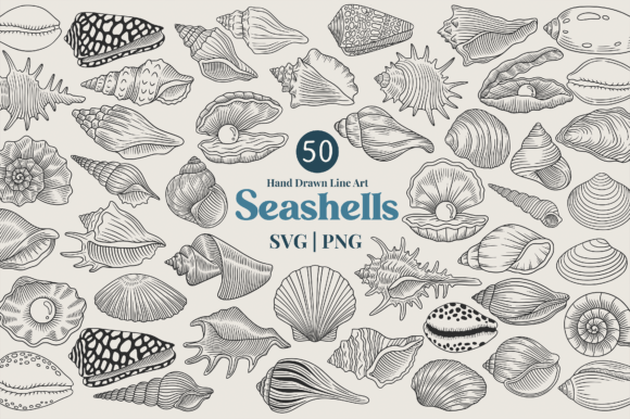 Download Seashell Line Art Clipart Bundle - Line art clipart Collection