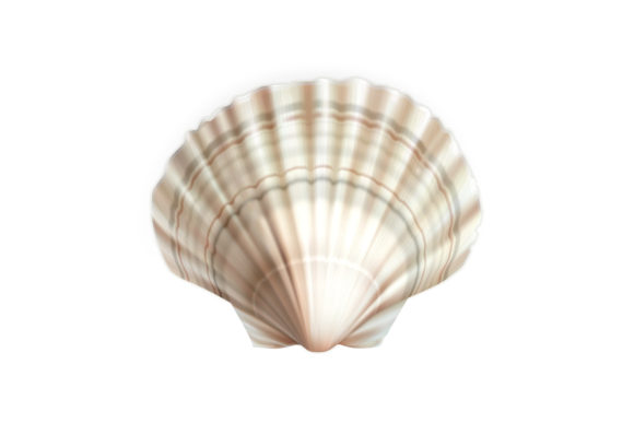 Download Scallop Shell Decorative Ocean Mollusk - Mollusk Collection