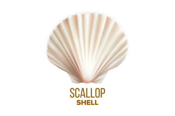 Download Scallop Shell Ocean Mollusk Protection - Mollusk Collection